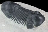 Bargain, Paralejurus Trilobite Fossil - Ofaten, Morocco #92132-2
